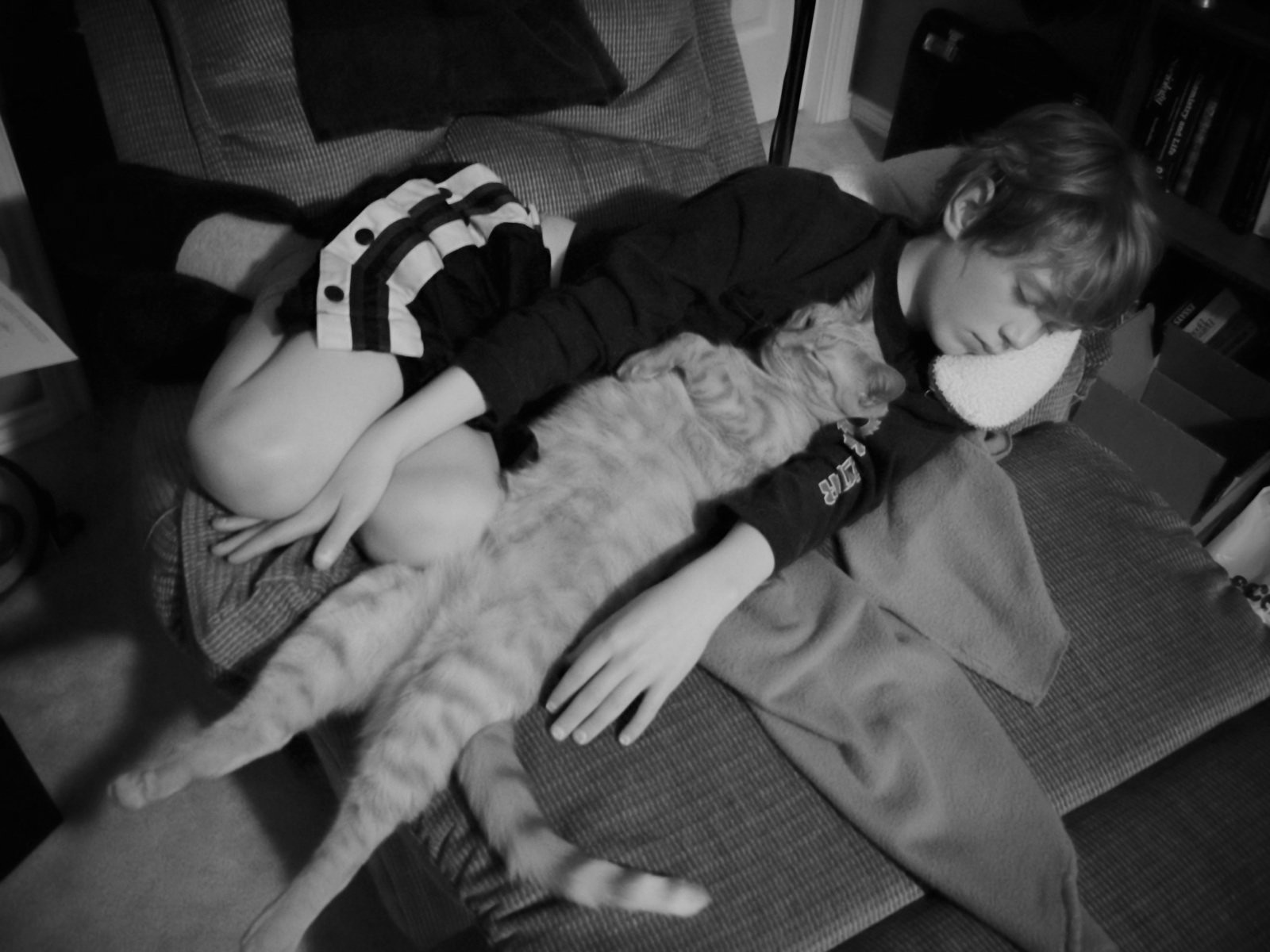 Pet image for afterlife guarantee